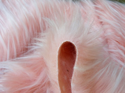 pink_peacock_4